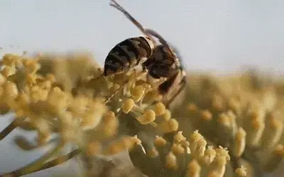 Bee at work